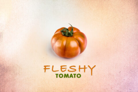 Tomate rot Fleshy