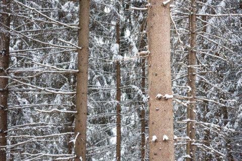 Bäum Pitztal 2017