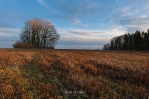 Landschaft bei Buelach