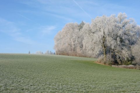 Landschaft-mit-Wiese-im-Winter