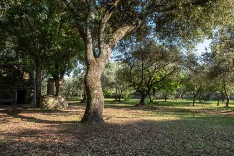 Provence-Nuss- und Olivenbäume im Garten
