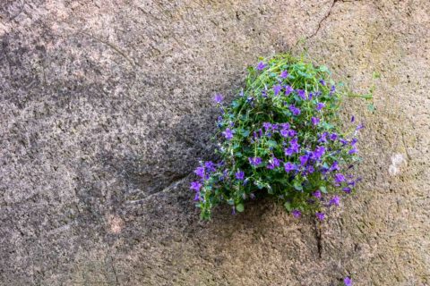 Provence-Blumenstrauch an Wand