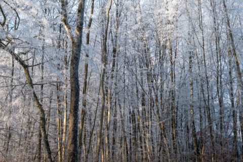Wald-in-Winterstarre