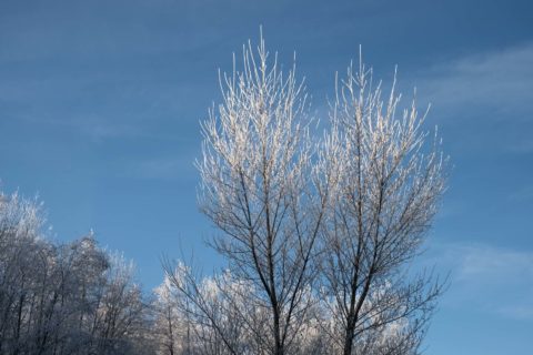 Wald-mit-Reif